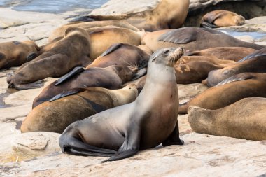 Deniz aslanı diğer uyku teşkil etmektedir.