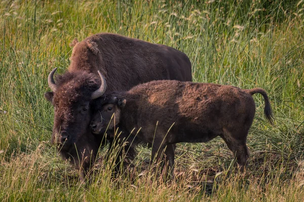Зубр-теленок против матери — стоковое фото