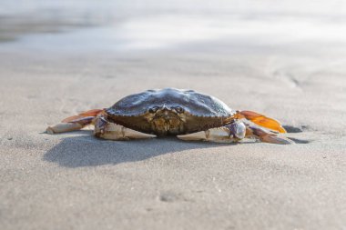 Sandy kıyıda yıkanmış Yengeç