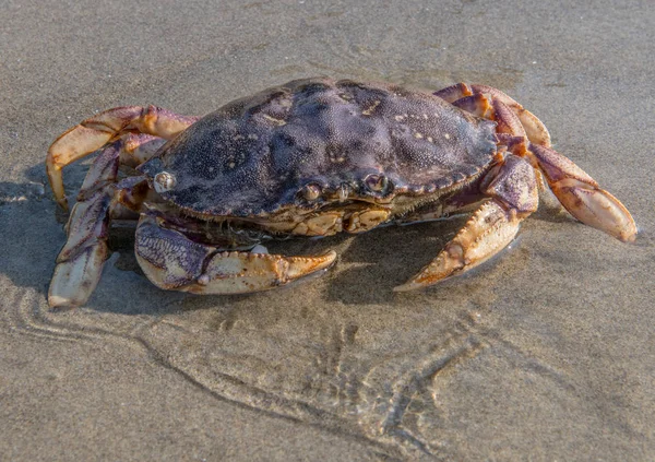 Grand Crabe en eau peu profonde — Photo