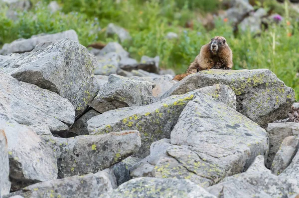 Marmot sittpinnar på Bould fält — Stockfoto