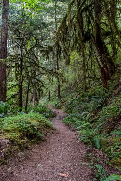 Yosunlu ağaçlar tezgah üzerinde iz