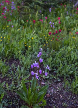 Mor Alp Shooting Stars