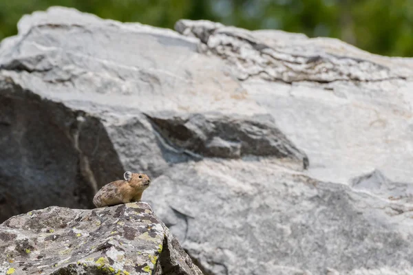 PIKA sittpinnar på Rock i Boulder fält — Stockfoto