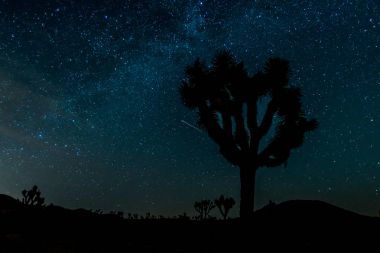 Yıldız Joshua Tree silüeti üzerinde