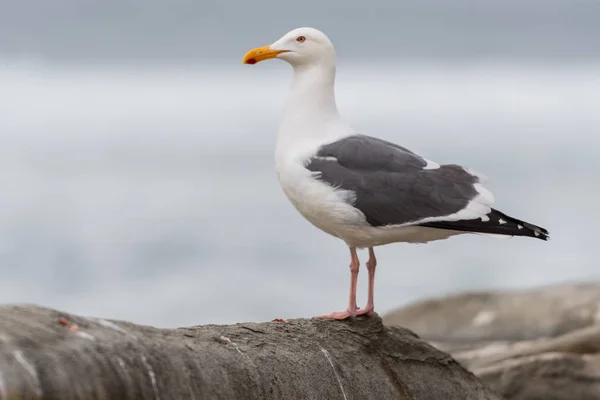 Gaivota média olhando para o mar — Fotografia de Stock