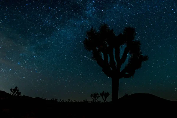 Estrelas sobre Silhueta de Josué Árvore — Fotografia de Stock