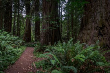 Kalın eğrelti otları ve ağaç gövdeleri Redwood ormandaki
