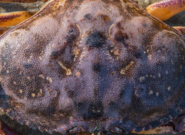 Textur auf der Schale großer Krabben — Stockfoto