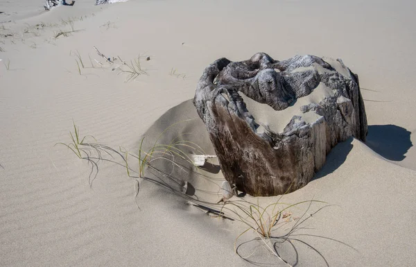 漂流木树桩埋在沙中 — 图库照片