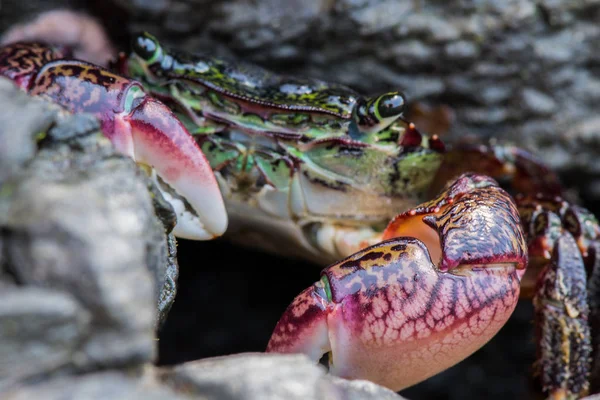 Focus sur les griffes de crabe vert — Photo