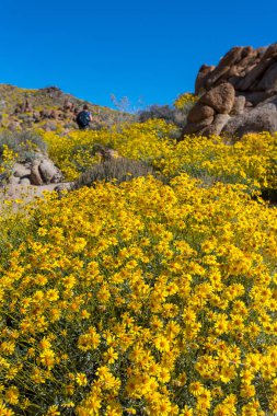 Uzun yürüyüşe çıkan kimse Bloom çölde size yürür
