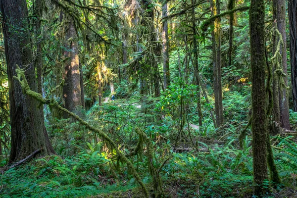 Uzun yürüyüşe çıkan kimse yosunlu yeşil orman içinden görülür