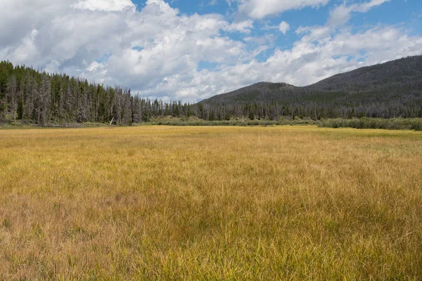 Grassy Marsh in Colorado Stock Picture