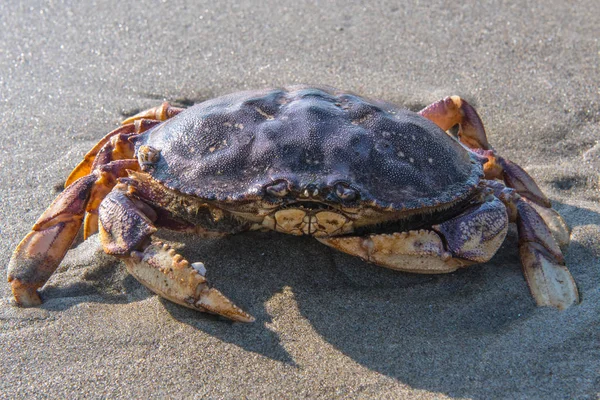 Stor krabba på stranden — Stockfoto