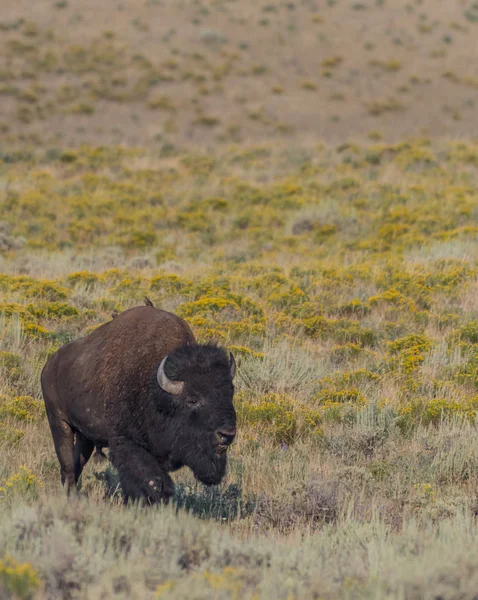 Gran paseo bisonte a través del campo —  Fotos de Stock