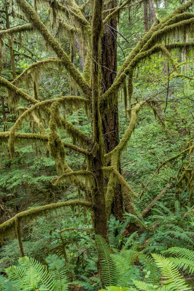 Moss ekstremitelerin bir ağaç kapsar