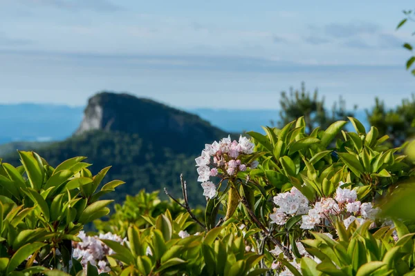 Montagna Laurel Bloom con tavolo Montagna rocciosa sullo sfondo — Foto Stock