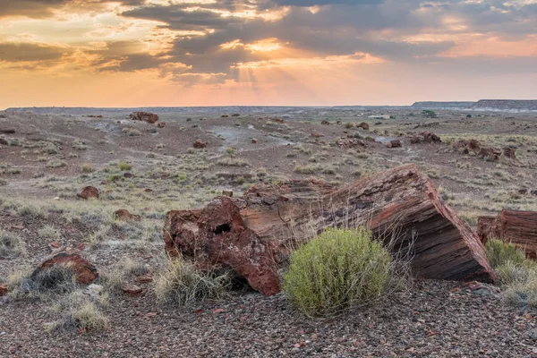 Madera petrificada al atardecer — Foto de Stock