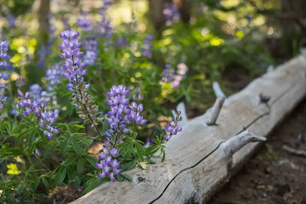 Фіолетовий Люпин уздовж занепалого стовбура дерева — стокове фото