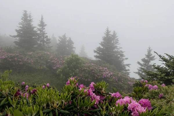 Rododendron i sosna nikną w we mgle — Zdjęcie stockowe