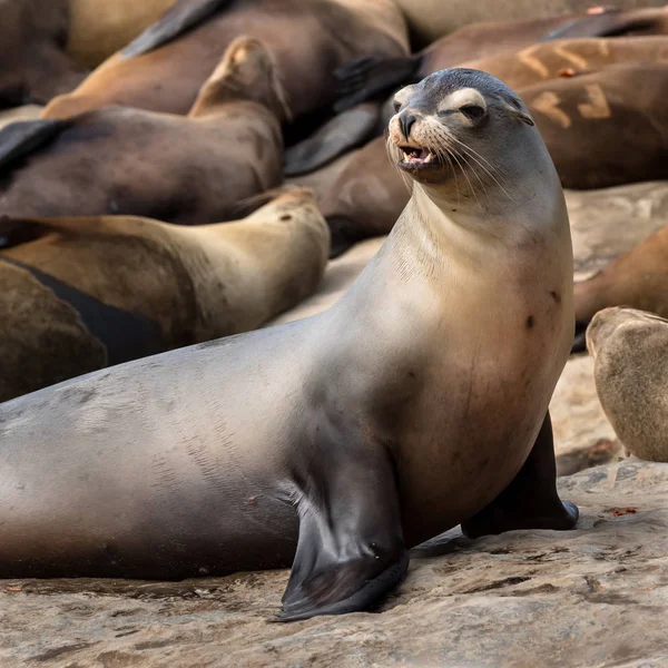 Sea Lion Starts to Bark — Stock Photo, Image