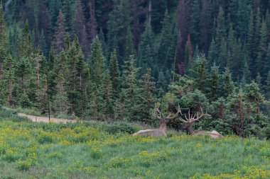 Kır çiçeği alanında iki büyük Elk yatıyordu