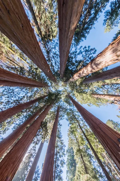 Towering Sequoia Canopy — Stock Photo, Image