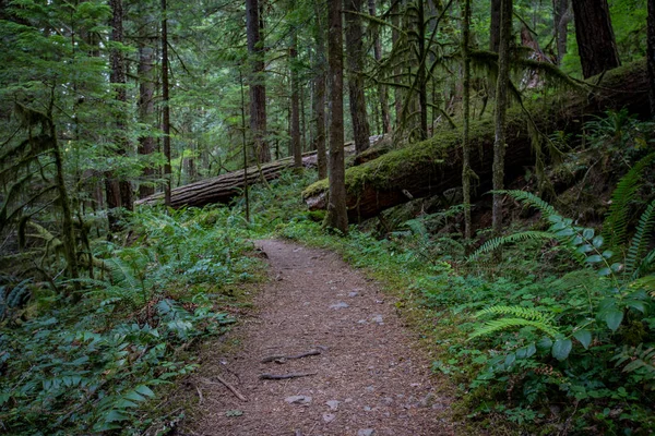 İz kesim yosunlu ormanı