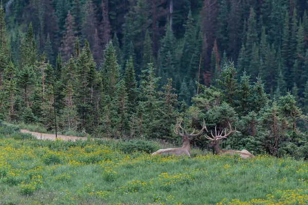 Kır çiçeği alanında iki büyük Elk yatıyordu