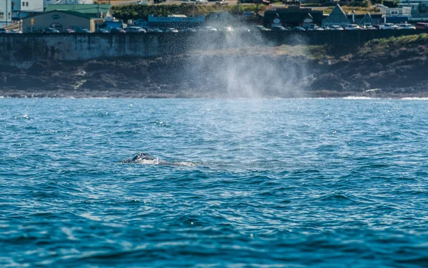 Blow Hole Pływacz szary w Depoe Bay — Zdjęcie stockowe