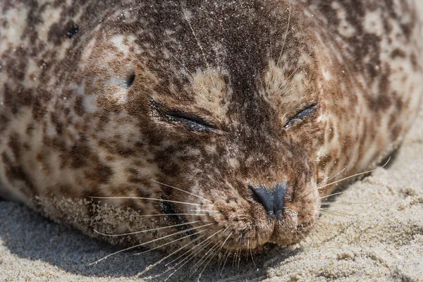Close Up van bruin Seal slapen — Stockfoto