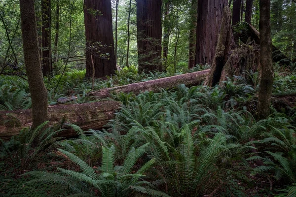 Tronco de árvore caído na floresta — Fotografia de Stock