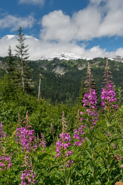 Fireweed Bloom em Montanhas — Fotografia de Stock