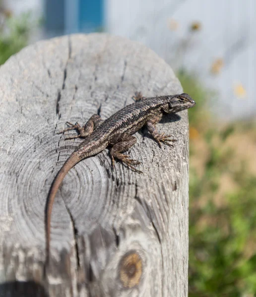 LIzard sur Post — Photo