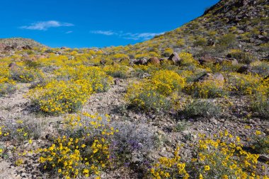 Bristlebush ile kaplı Hill Side bakarak