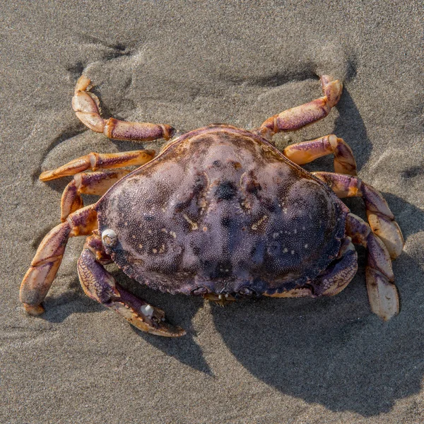 Tittar ner på stor krabba — Stockfoto
