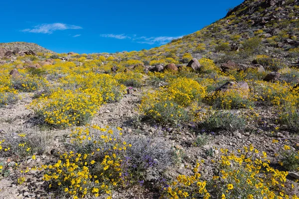 Bristlebush ile kaplı Hill Side bakarak
