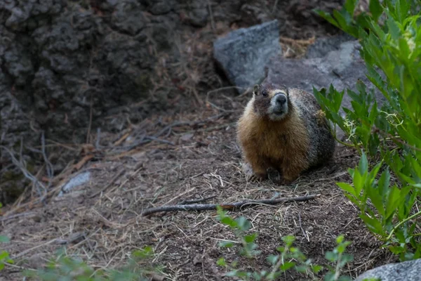 Marmota en el suelo del bosque — Foto de Stock