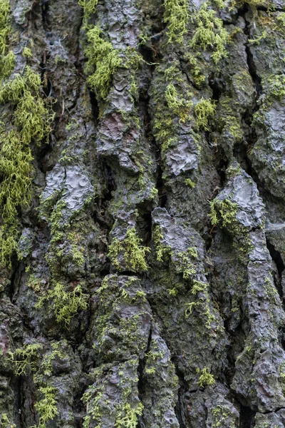 Mech roste na Redwood kůra — Stock fotografie