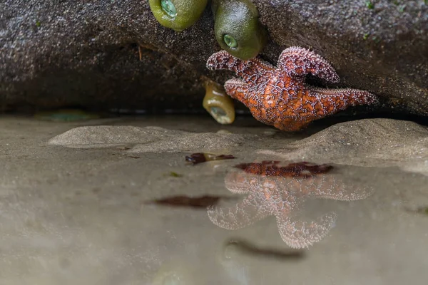 Оранжевая морская звезда рефлексирует в маленьком бассейне — стоковое фото