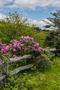 Rhododendron Bloom On Old Wooden Fence clipart