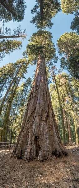 Panorama verticale della sequoia gigante — Foto Stock