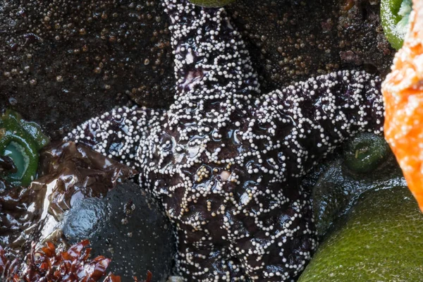 Vita fläckar på Brown Sea Star — Stockfoto