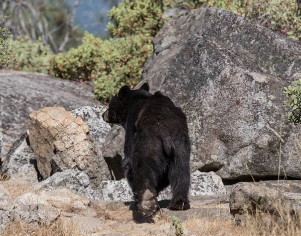 Grandi zampe su orso nero — Foto Stock