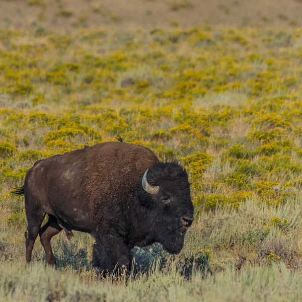 Bisonte en el campo grueso con flores amarillas —  Fotos de Stock