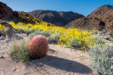 California varil kaktüs Bristlebush Bloom önünde duruyor