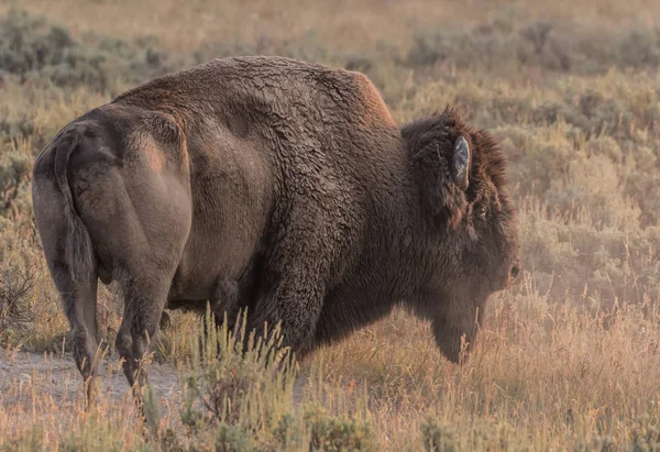 Buffalo poussiéreux en champ sec — Photo