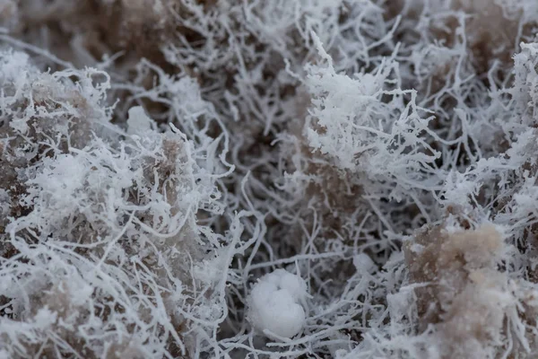 Ayrıntı tuz düz pul