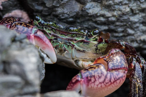 Zaměřit se na tváři zelené krab — Stock fotografie